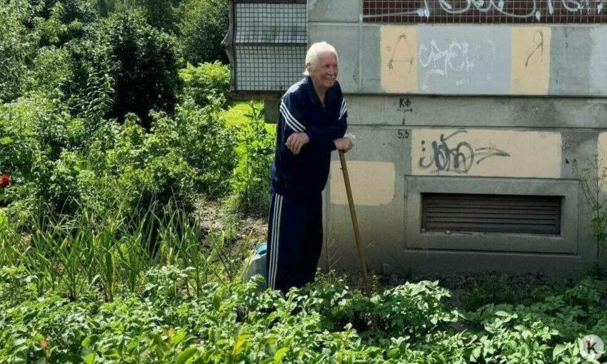 Картофель в Калининграде выращивают прямо под окнами