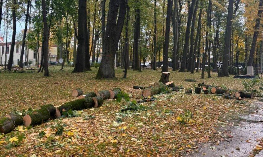 В Сенситивном парке продолжают вырубать деревья