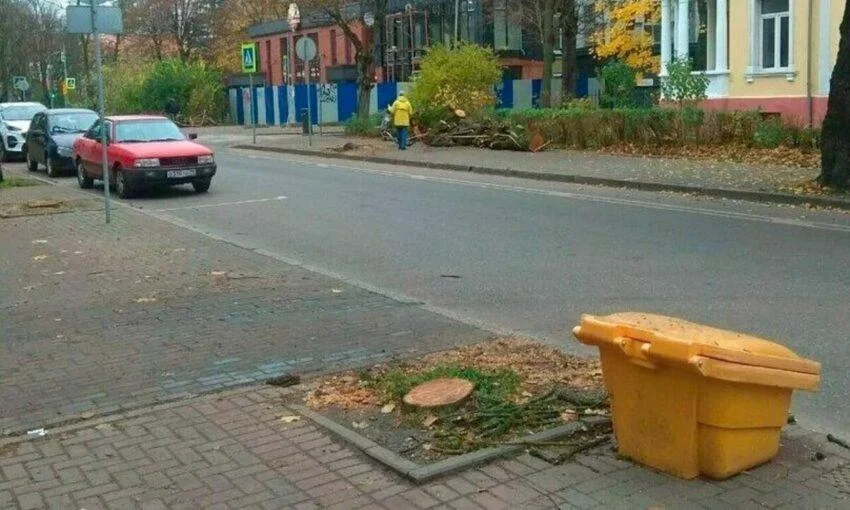 Липы спиливают на Комсомольской, жители возмущены