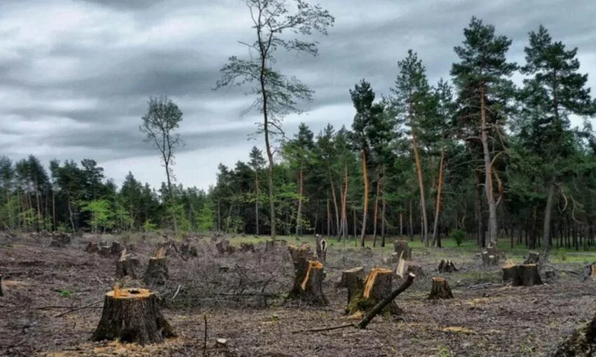 В Калининграде годами уничтожают зелень